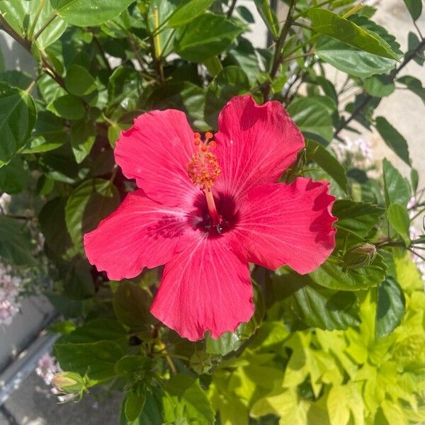 Hibiscus moscheutos Flower