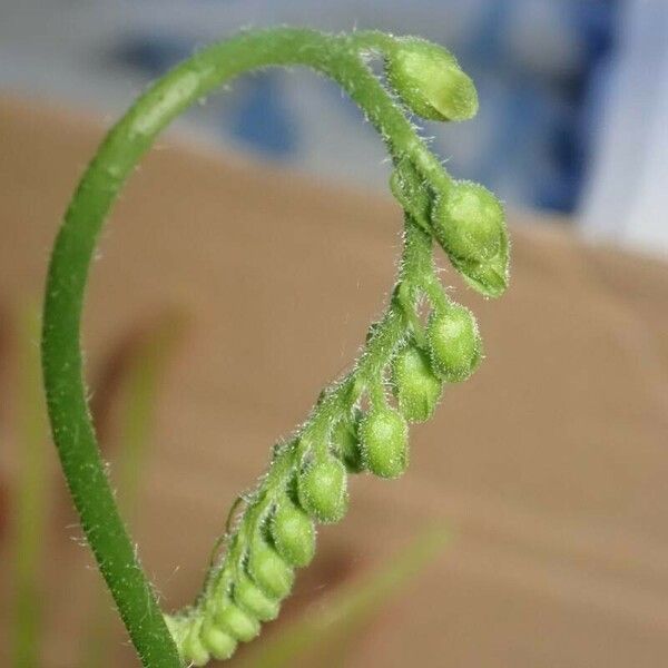 Drosera capensis Flor