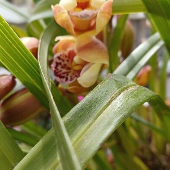 Cymbidium devonianum Λουλούδι