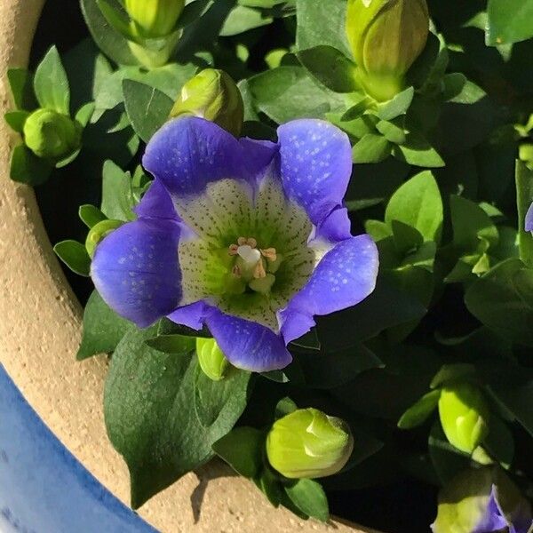 Gentiana calycosa ᱵᱟᱦᱟ