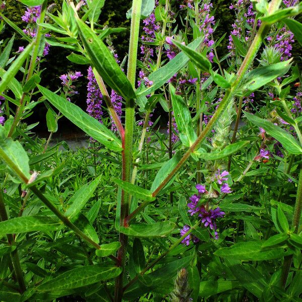 Lythrum salicaria Lapas