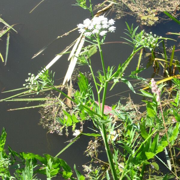 Sium latifolium Kvet