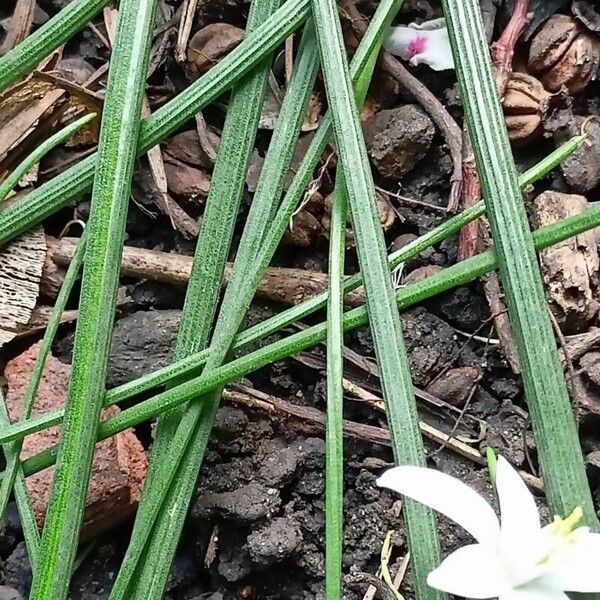 Ornithogalum orthophyllum Yaprak