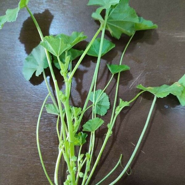 Malva pusilla Leaf