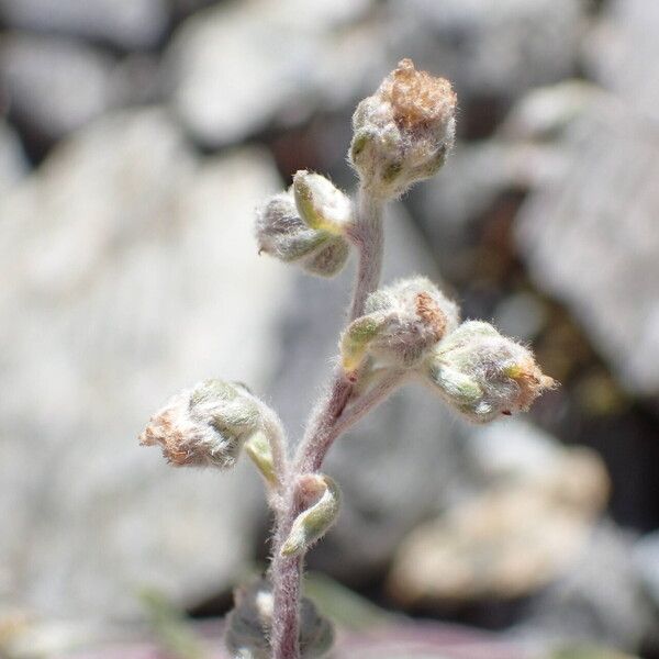 Artemisia umbelliformis Gyümölcs