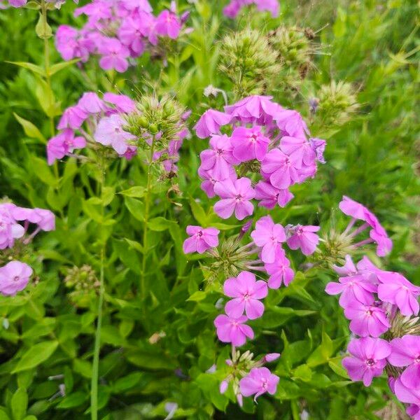 Phlox maculata Цвят