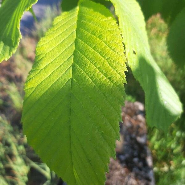 Ulmus laevis 葉