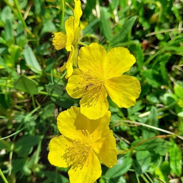 Helianthemum nummularium 花