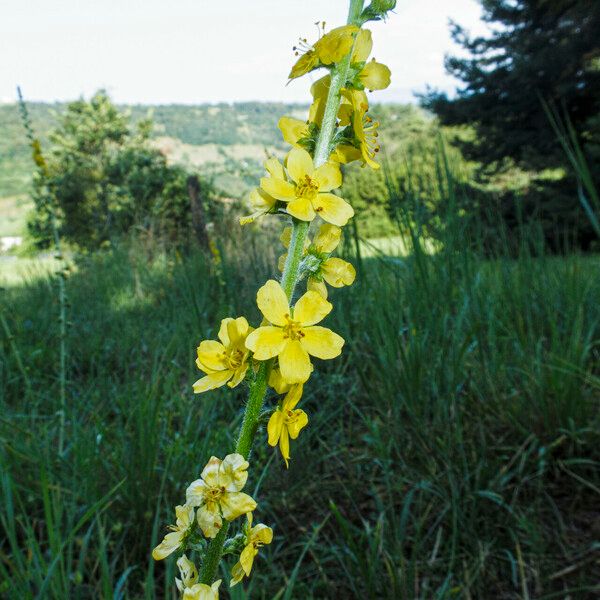 Agrimonia eupatoria 花