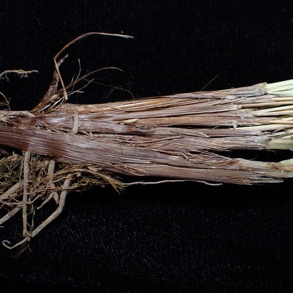 Carex esenbeckii Bark