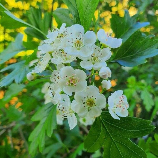 Crataegus rhipidophylla Fiore