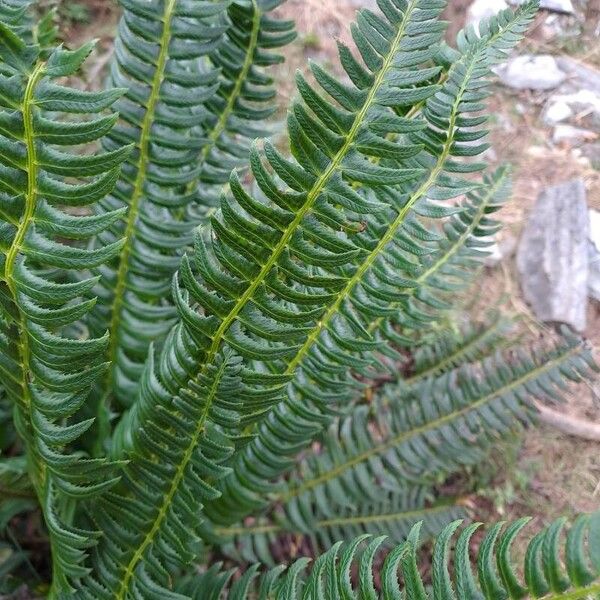 Polystichum lonchitis Deilen