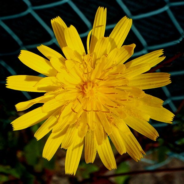 Sonchus oleraceus Цвят