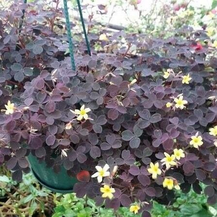 Oxalis spiralis Кветка