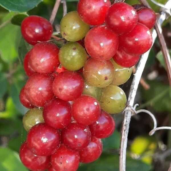 Smilax aspera Frukt