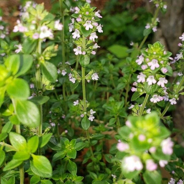 Thymus pulegioides Flor