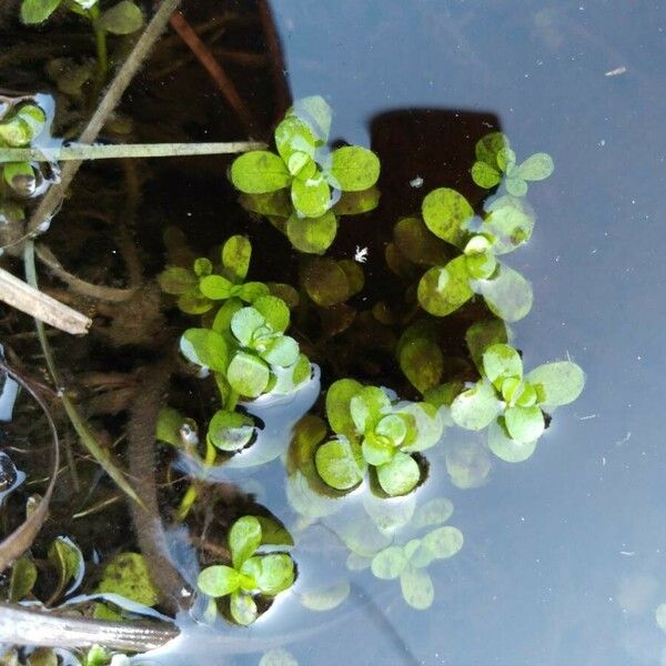 Callitriche stagnalis Blad