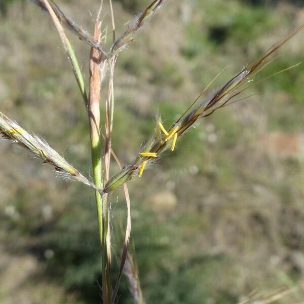 Hyparrhenia hirta Lubje