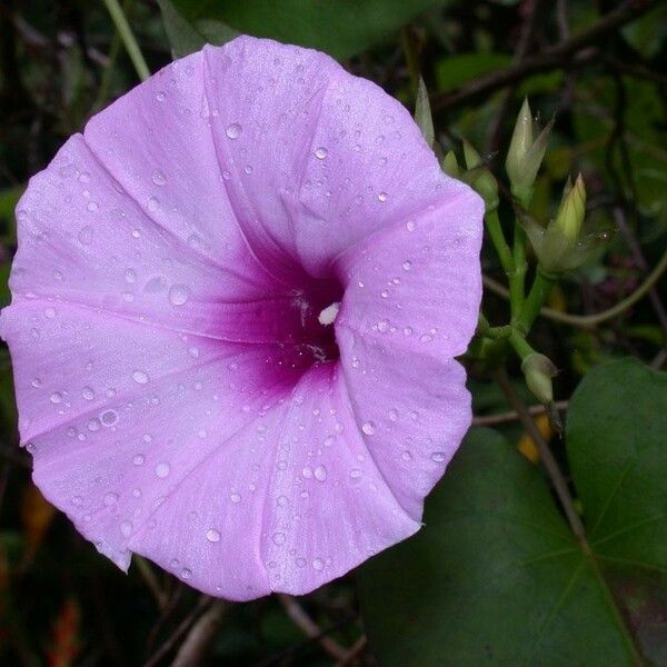 Ipomoea tiliacea Flors