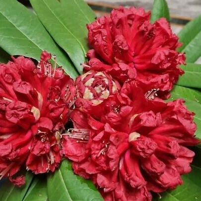 Rhododendron arboreum Žiedas