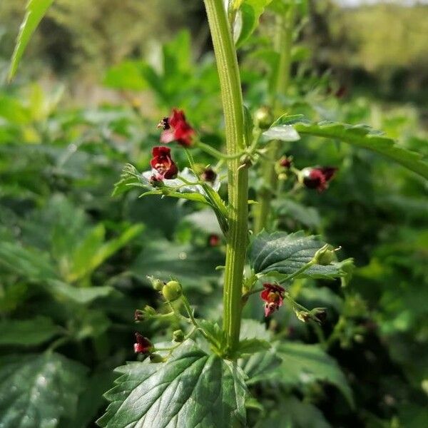 Scrophularia peregrina Rhisgl