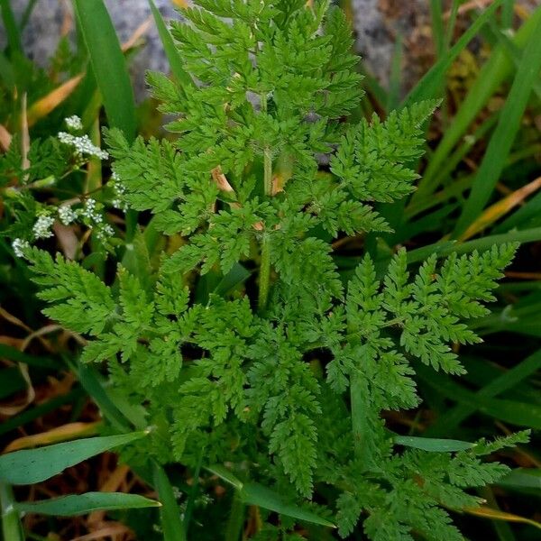 Anthriscus caucalis Leaf