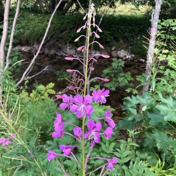 Epilobium angustifolium Õis