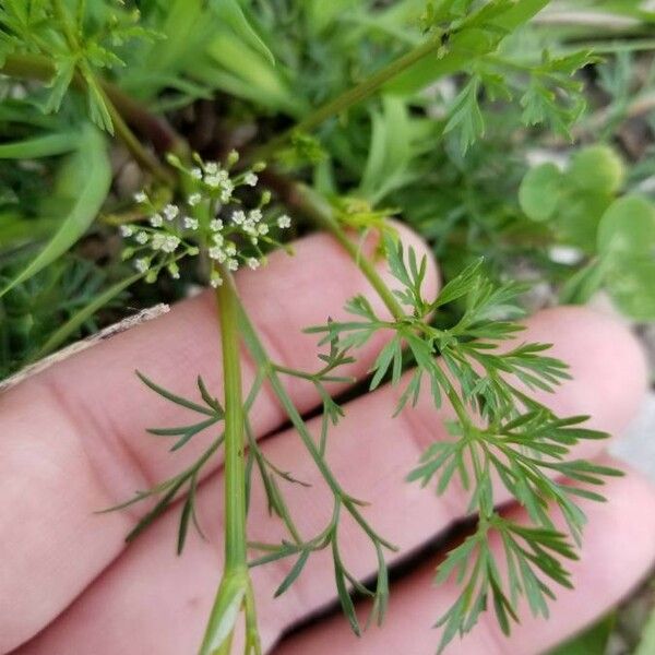 Cyclospermum leptophyllum ഇല