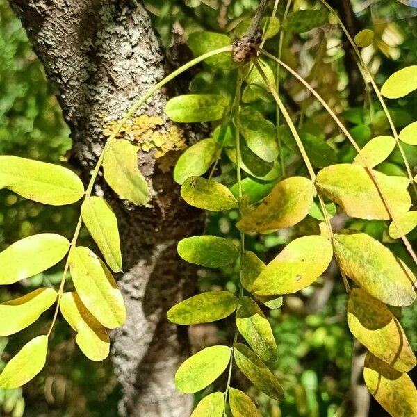 Caragana arborescens Bark