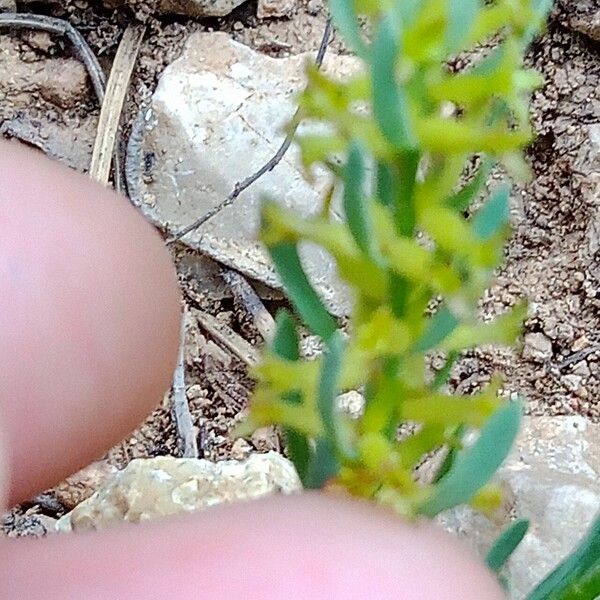 Thymelaea pubescens Leaf