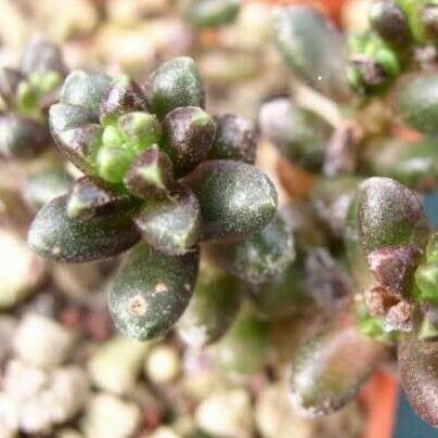 Sedum furfuraceum Deilen