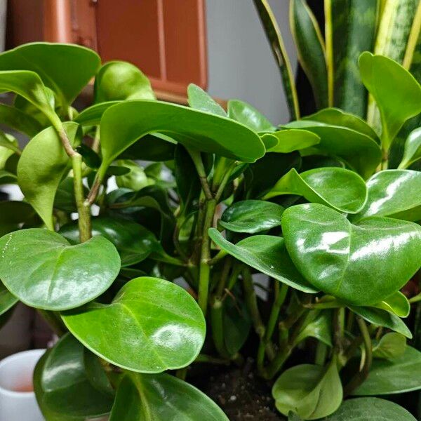 Peperomia magnoliifolia Fulla