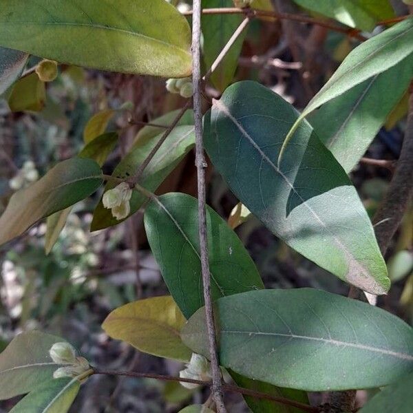 Eugenia myrcianthes