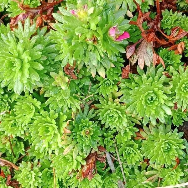 Saxifraga rosacea पत्ता