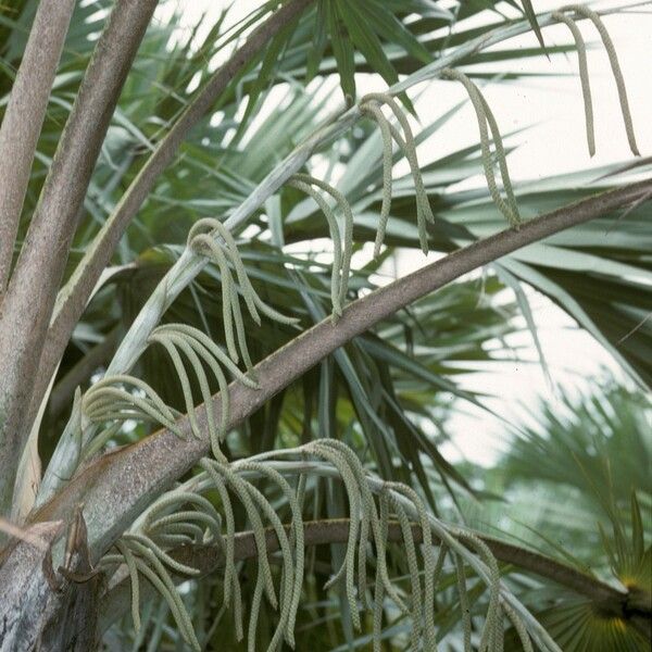 Latania lontaroides Blodyn