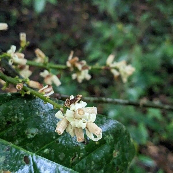 Guarea guidonia Floare