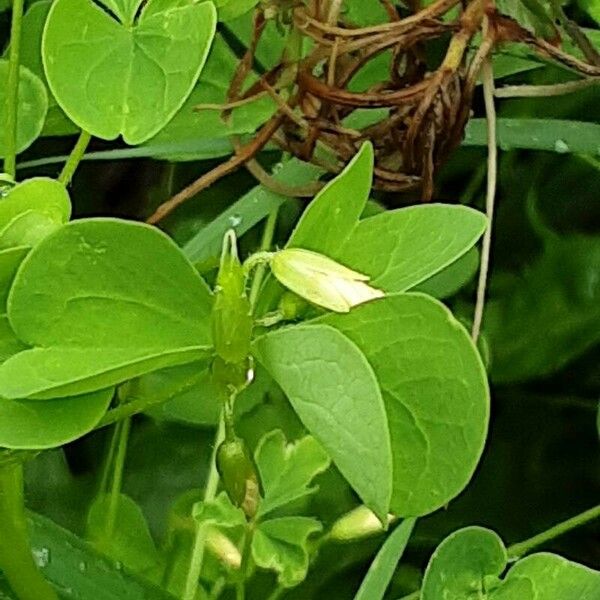 Oxalis stricta Fiore