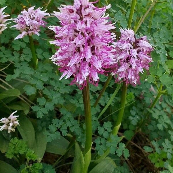 Orchis simia 花