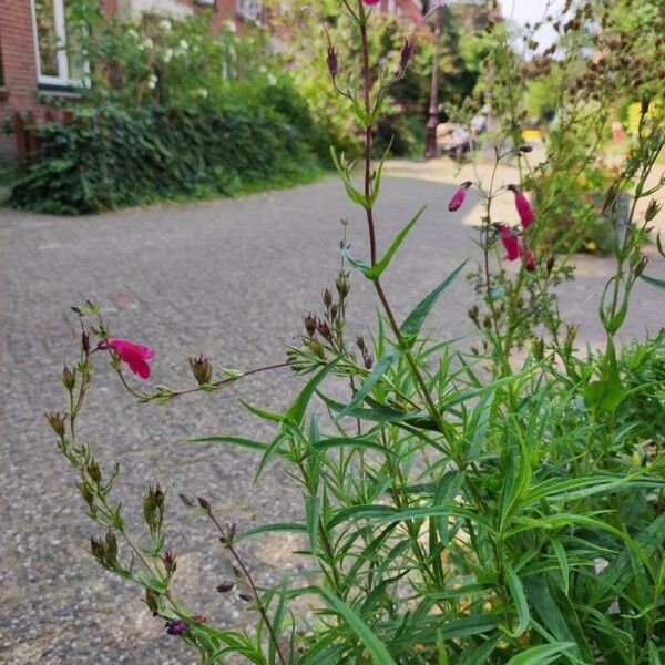 Penstemon hartwegii Flor