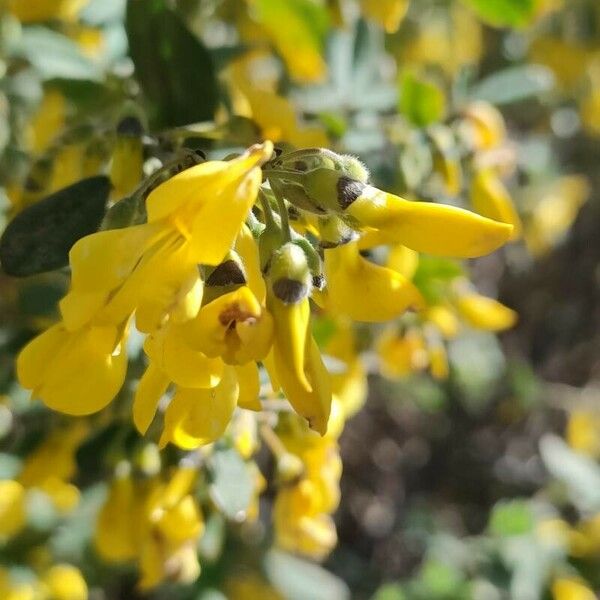 Cytisus villosus Floare