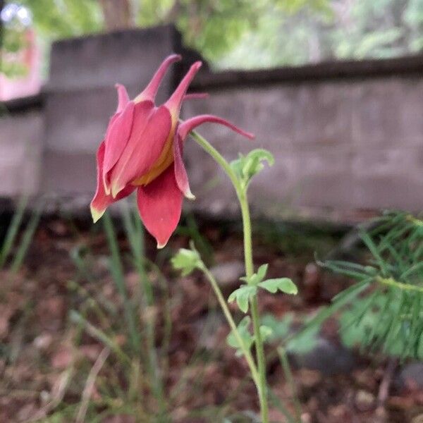 Aquilegia canadensis Квітка