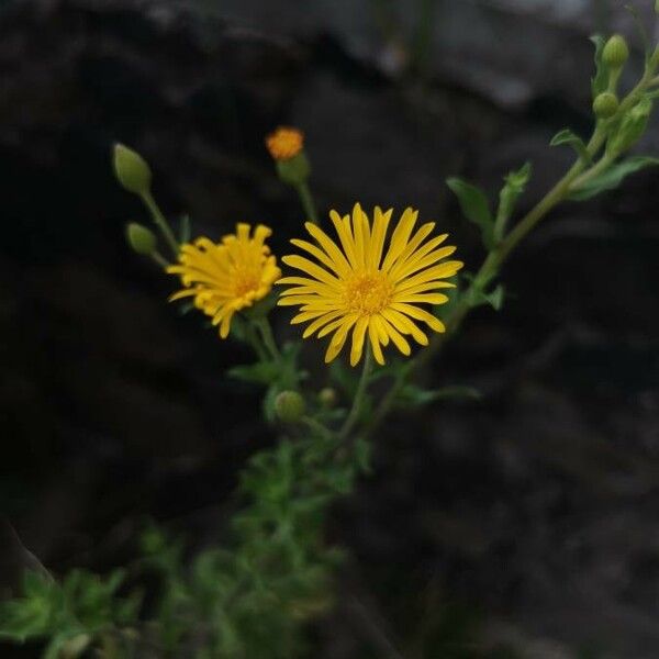 Heterotheca subaxillaris ফুল