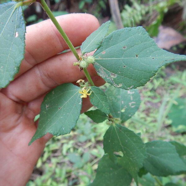 Triumfetta rhomboidea Foglia