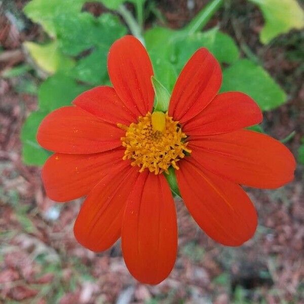 Tithonia rotundifolia 花