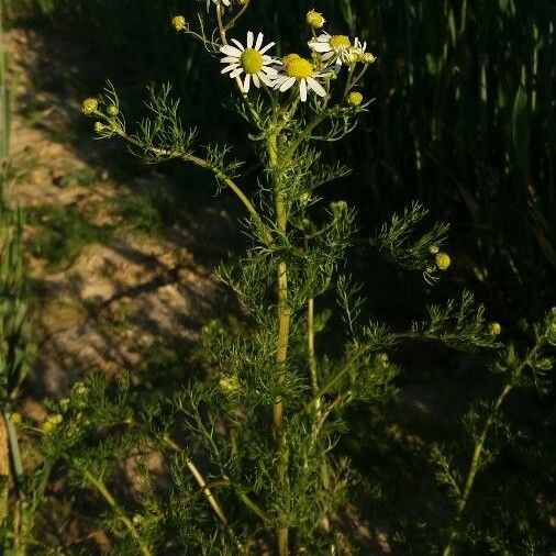 Matricaria chamomilla অভ্যাস