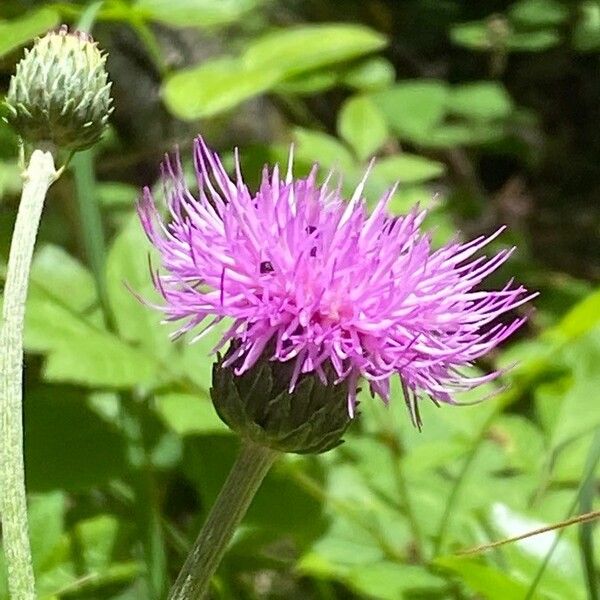 Cirsium rivulare Çiçek