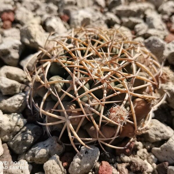 Echinocactus horizonthalonius List