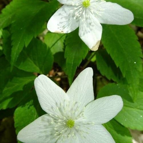 Anemonoides trifolia Blomma