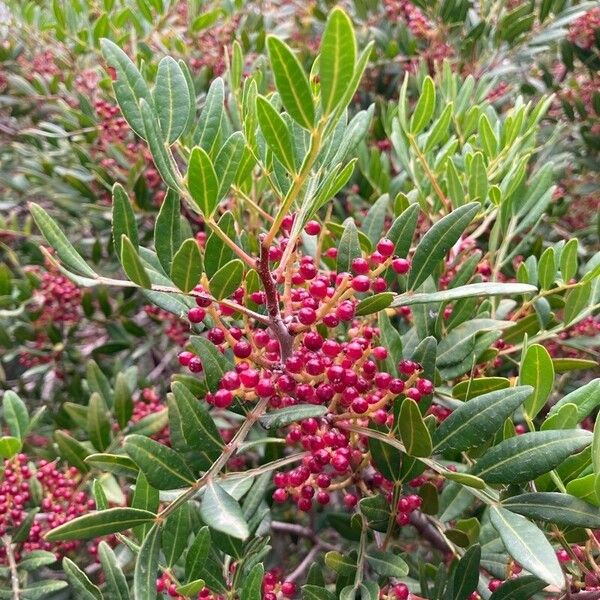 Pistacia lentiscus ᱡᱚ