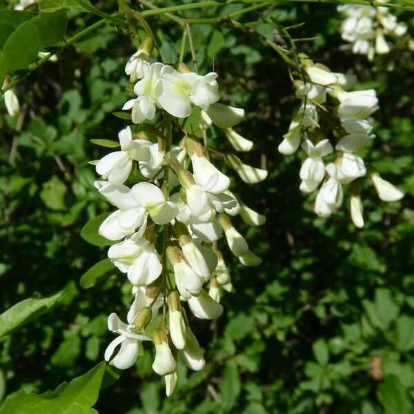 Robinia pseudoacacia Flower